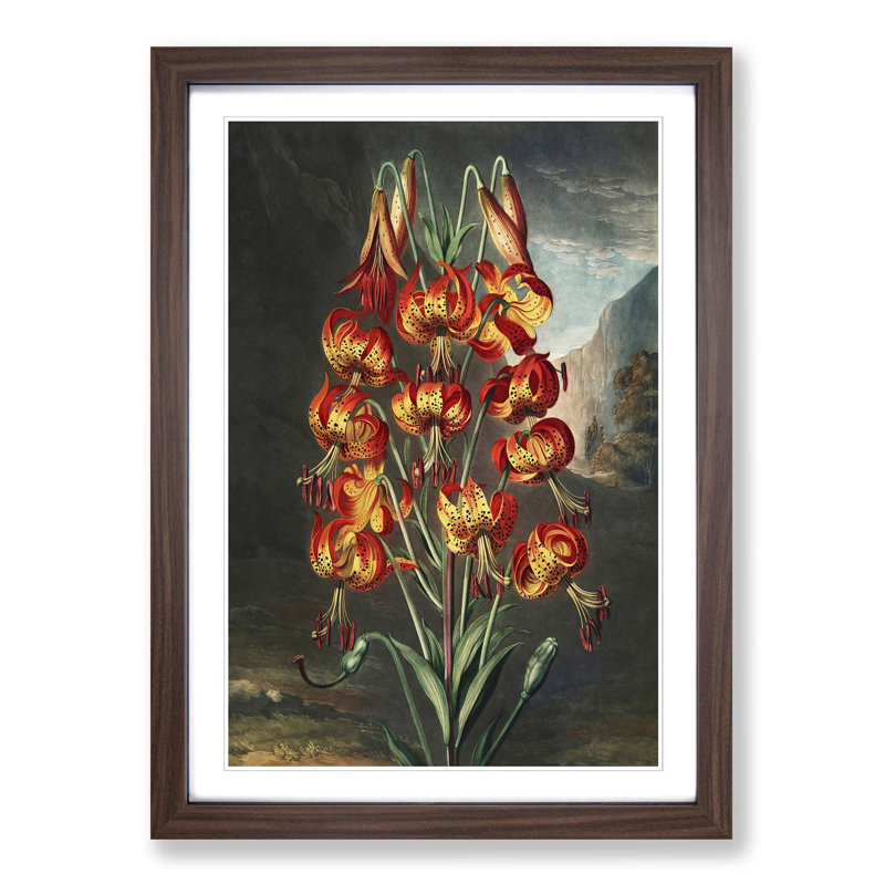The Superb Lily by R.J. Thornton - Picture Frame Painting Print, Walnut Framed, 48cm H x 36cm W x 2cm D