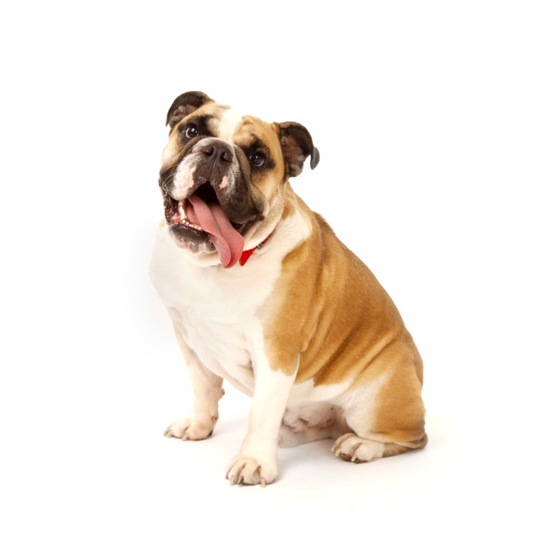 Bulldog by Wibs24 - No Frame Print on Canvas, 46cm H x 30cm W