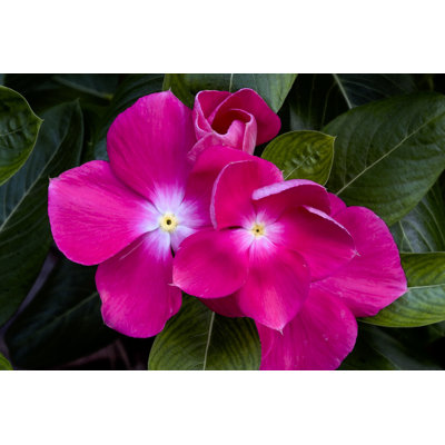 " Guinea Impatiens " by Ddea