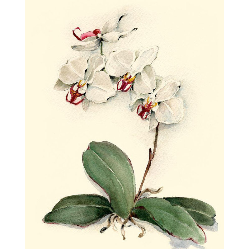 Art sur toile tendue, Astoria Grand Waldman, Joy, Phalaenopsis, H 44 po x l 36 po