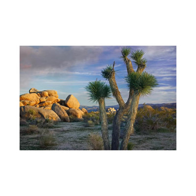 Joshua Tree And Boulders, Joshua Tree National Park, California by Tim Fitzharris - Wrapped Canvas Print