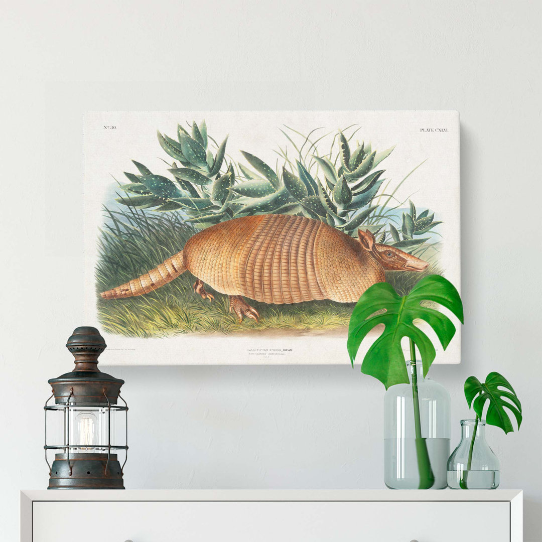 Armadillo by J.W. Audubon - Wrapped Canvas Painting Pint - Wrapped Canvas