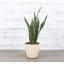 Live Zeylancia Snake Plant