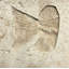 6" x 6" SeaStone Fish Tail Fossil Bevel Edge Medallion Tile in Buff