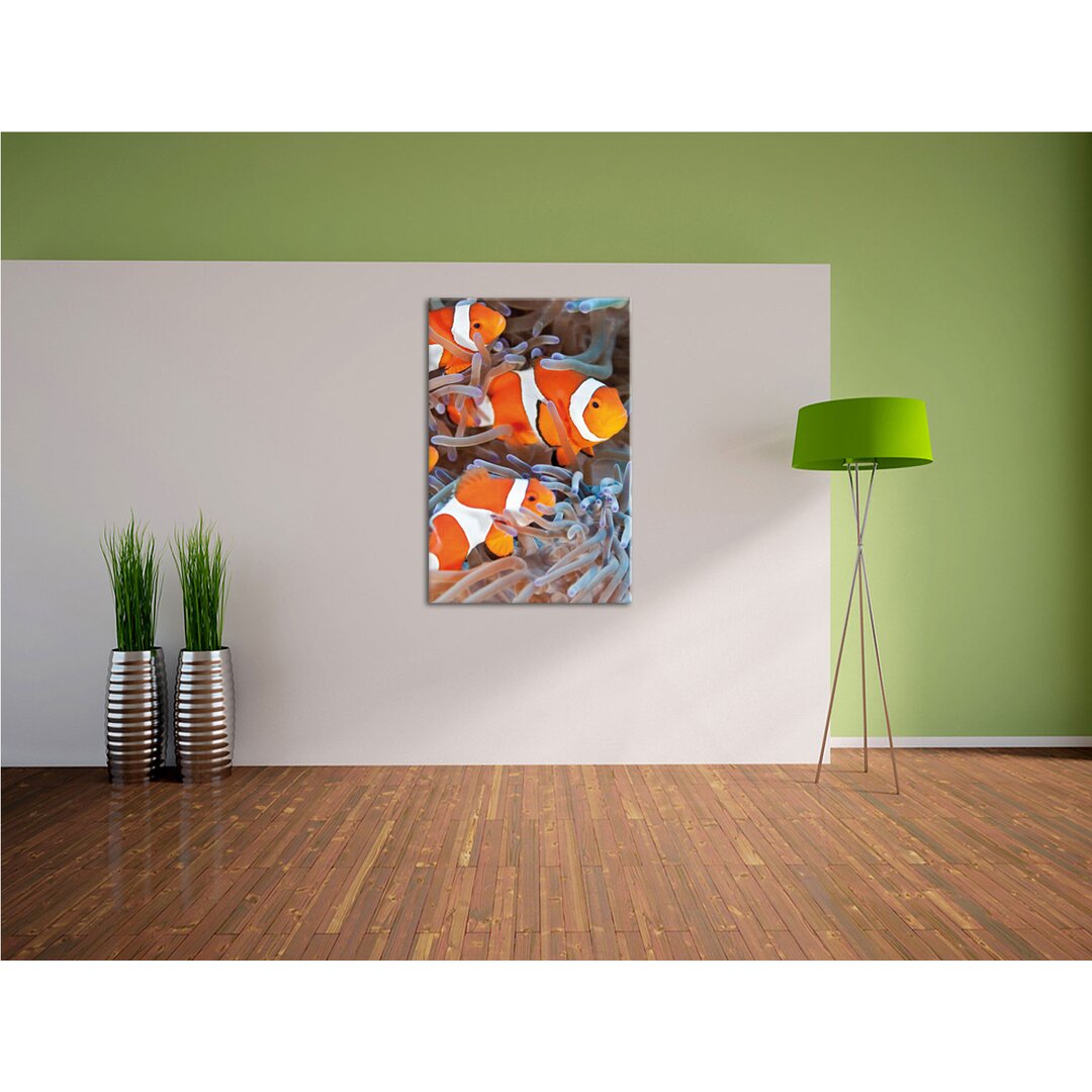 Leinwandbild Clown Fische in Anemone