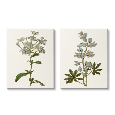 " Vintage Illustrated Study Of Blue Botanical Florals " by Curtis 2 - Pieces