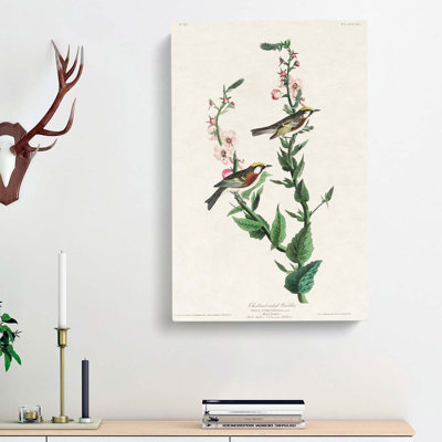 Chestnut-sided Warbler by John Audubon - Wrapped Canvas