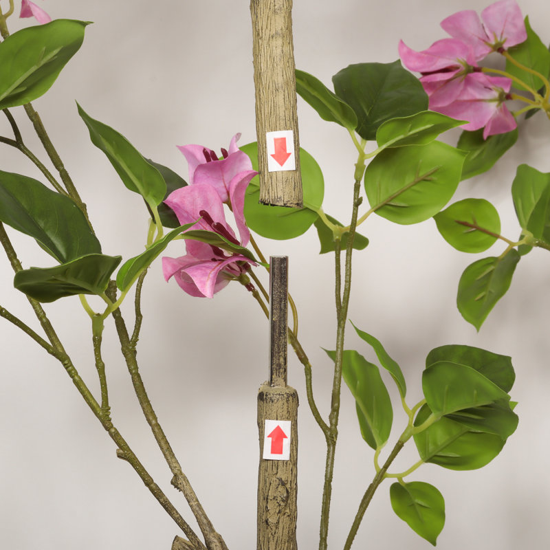 Bougainvillée Bristol 6 pi pour décoration de bureau personnel Bristol