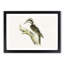 Three-Toed Woodpecker by Von Wright - Picture Frame Painting Print-55610989-55610991