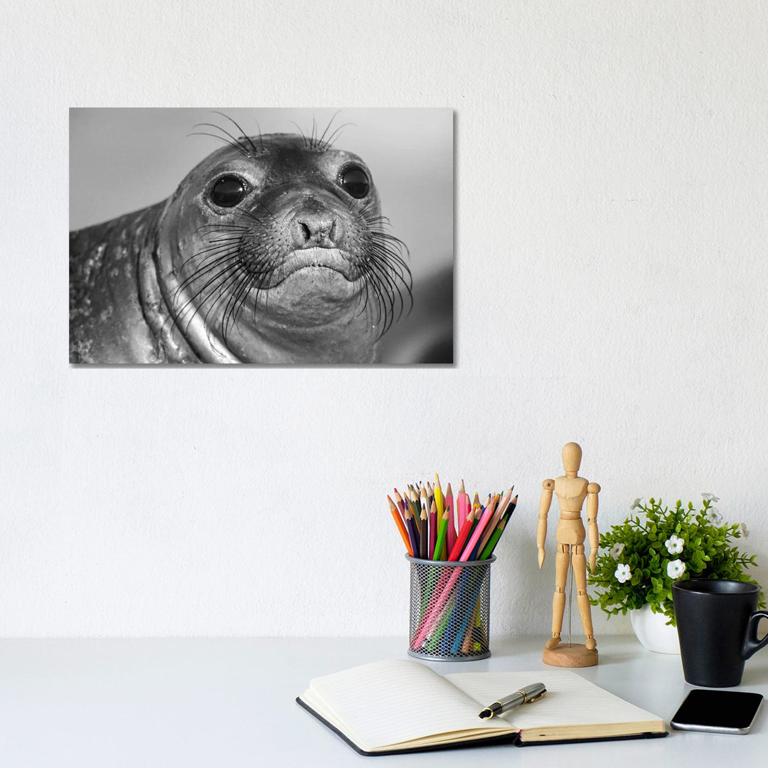 Northern Elephant Seal Pup, North America von Tim Fitzharris - Galerie-verpackte Leinwand Giclée