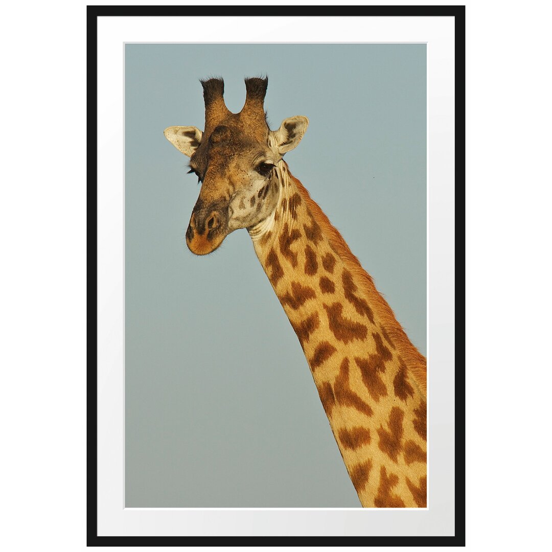 Majestätische Giraffe Gerahmte Fotokunstdrucke Poster