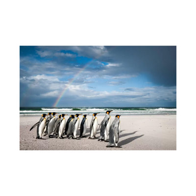 King Penguins On Beach Under Rainbow, Volunteer Beach, East Falkland Island, Falkland Islands I by Tui De Roy - Wrapped Canvas Print