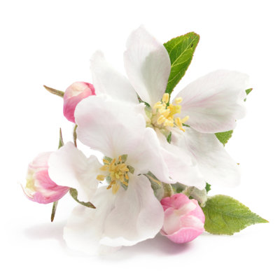 Apple Blossom - Wrapped Canvas Print