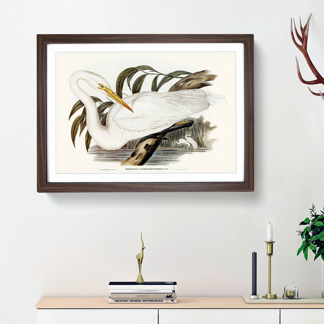 Australian Egret by Elizabeth Gould - Framed Print