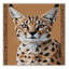  Tapis lavable Caracal Big Cats-1722572044