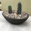 Delano Planter-1196885459-1196885421
