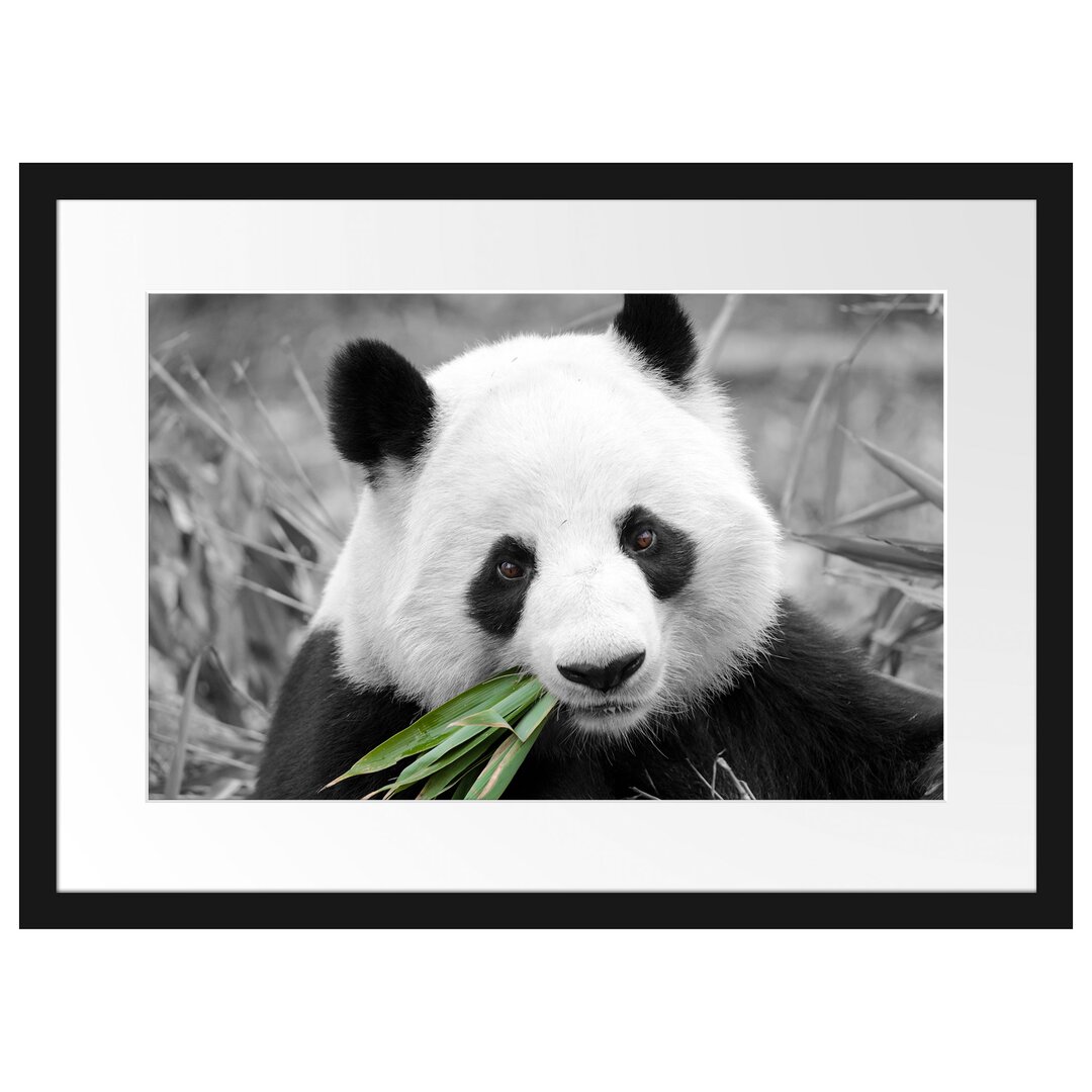 Gerahmtes Poster Kuscheliger Panda frisst Bambus