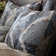 Indochine Duvet Cover Set