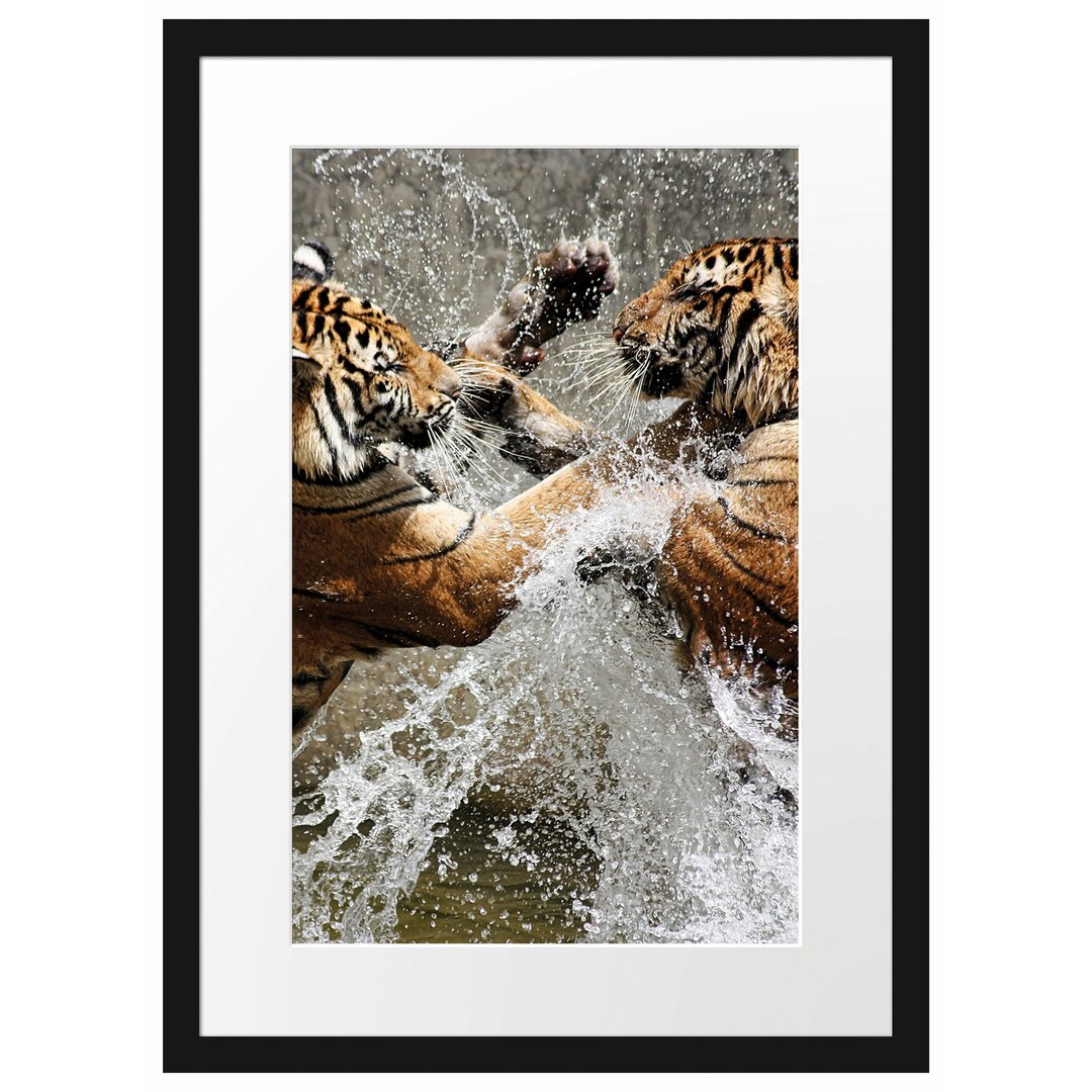 Gerahmtes Poster Kämpfende Tiger im Wasser