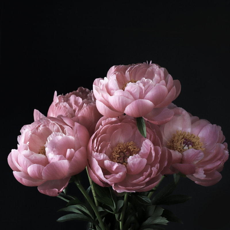 Pink Peonies Flowers. by Grazziela Bursuc - Wrapped Canvas Print, 91.44cm x 91.44cm