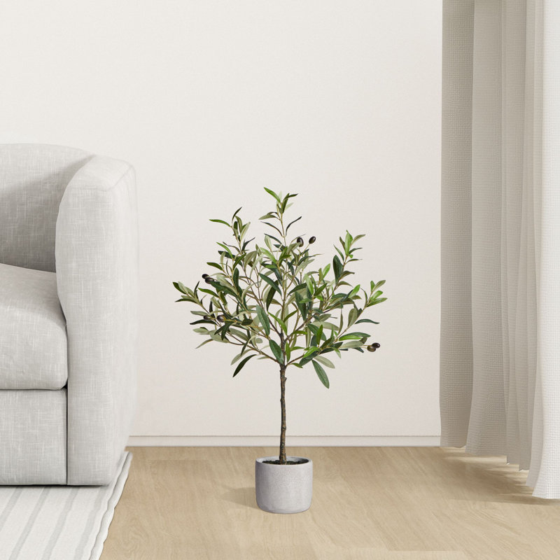 Arbre à olives en pot 28 po avec pot de ciment Avena Avena, H 28 po x l 16 po x P 16 po