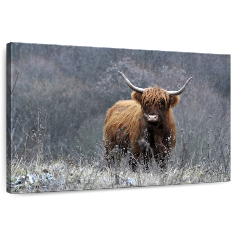 Vache Highland Brampt, H 32 po x l 48 po
