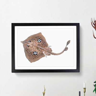 Brown Ray by Edward Donovan - Picture Frame Painting Print