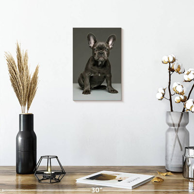 Chiot bouledogue français Brampt