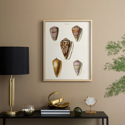 «Cone Shell Collection VI», reproduction encadrée - bois massif