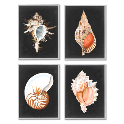 Illustration réaliste de la coquille de palourde et de la coquille de mer, 4 pièces, Michael Willett