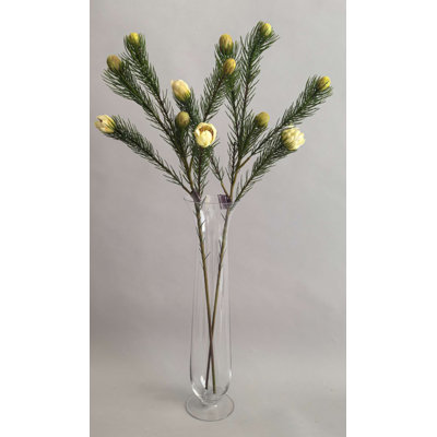 PROTEA NANA 27 po