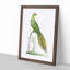 Ground Parrot by George Shaw - Framed Print-55620833-55620832