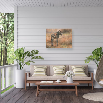 David Stribbling Zebra Foal Outdoor  Canvas