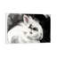 White Rabbit 1 Piece Floater Frame Wall Art on Canvas