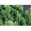 Faux PVC 52cm Christmas Wreath