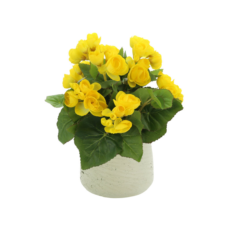 Arrangement floral bégonia, Jaune, Beige
