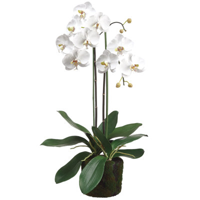 30 Inch Phalaenopsis  Plant With Soil/moss