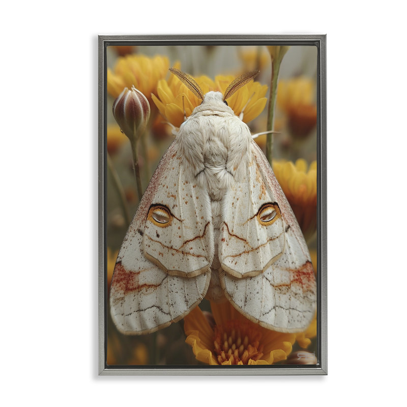 «Delicate Luna Moth», toile flottante encadrée noire par Roozbeh Bahramali, H 25 po x l 17 po, Cadre flottant gris lustré