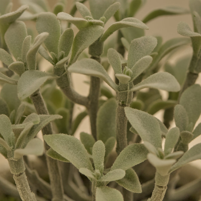 14cm Plant