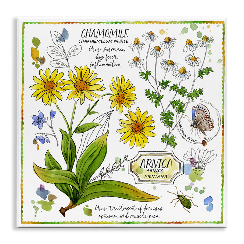 «Camomile Herb Uses Wall Art» par Jane Maday
