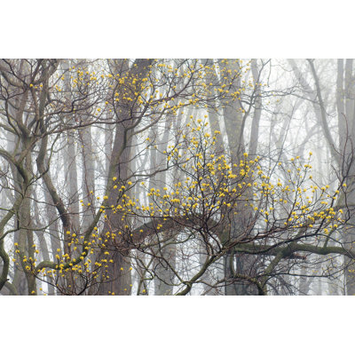 Herrald Tree in Valley Forge National Park, Pennsylvania 8' L x 144" W 8-Panel Wall Mural
