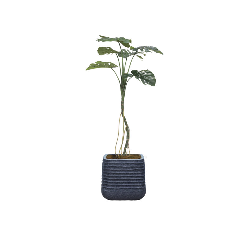 65,57 po plante, Bleu