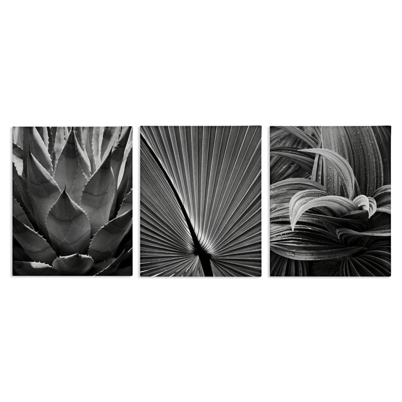 «Stupell Industries Palm Frond», ensemble de 3 reproductions d'art sur toile par Chip Forelli, H 14 po x l 11 po