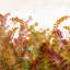 Strawberry Field II Print-1634332241