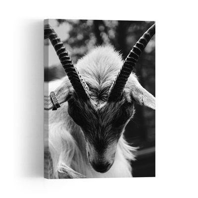 Chèvre noire et blanche, illustration abstraite contemporaine représentant un animal et la nature