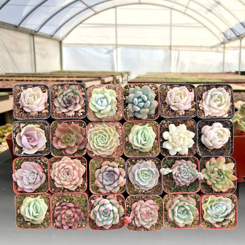 Primrue Live Flowering Plant in Plastic Planter