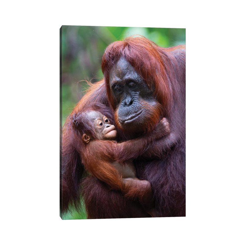 Orangutan Mother And Baby Borneo - Wrapped Canvas Print, 20.32 cm H x 30.48 cm W