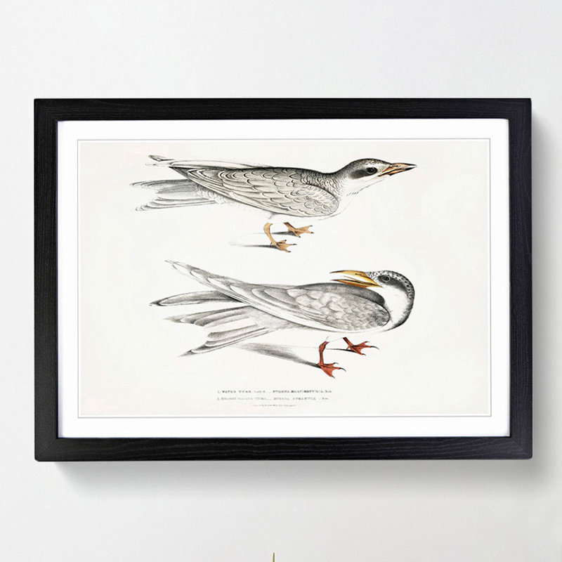 Illustration of Tern Birds by John Edward Gray - Picture Frame Painting Print, 36cm H x 48cm W x 2cm D, Black Framed