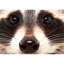 Raccoon - Print on Canvas-71883837