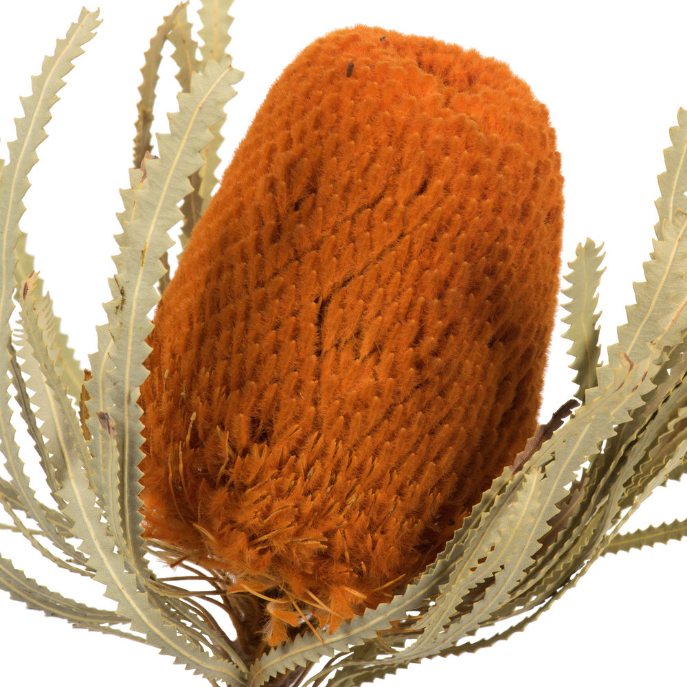 Dried Banksia Floral Stems, Autumn